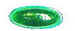 Antik-Muggel oval 38 x 20mm - gr�n