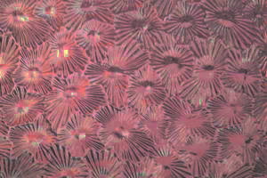 ORNAMENTGLAS A - SK09.25, Sternchenglas, violett (amethyst), TS-135-FLOR