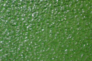 Ornamentglas SK11.45 - Riffelglas-Moos, dunkelgr�n (olivgr�n) G2F33o